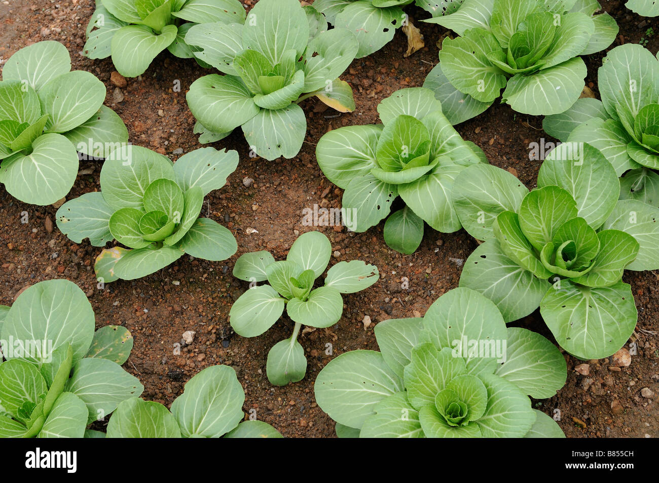 Chinese Yu choy Vegetable. Stock Photo