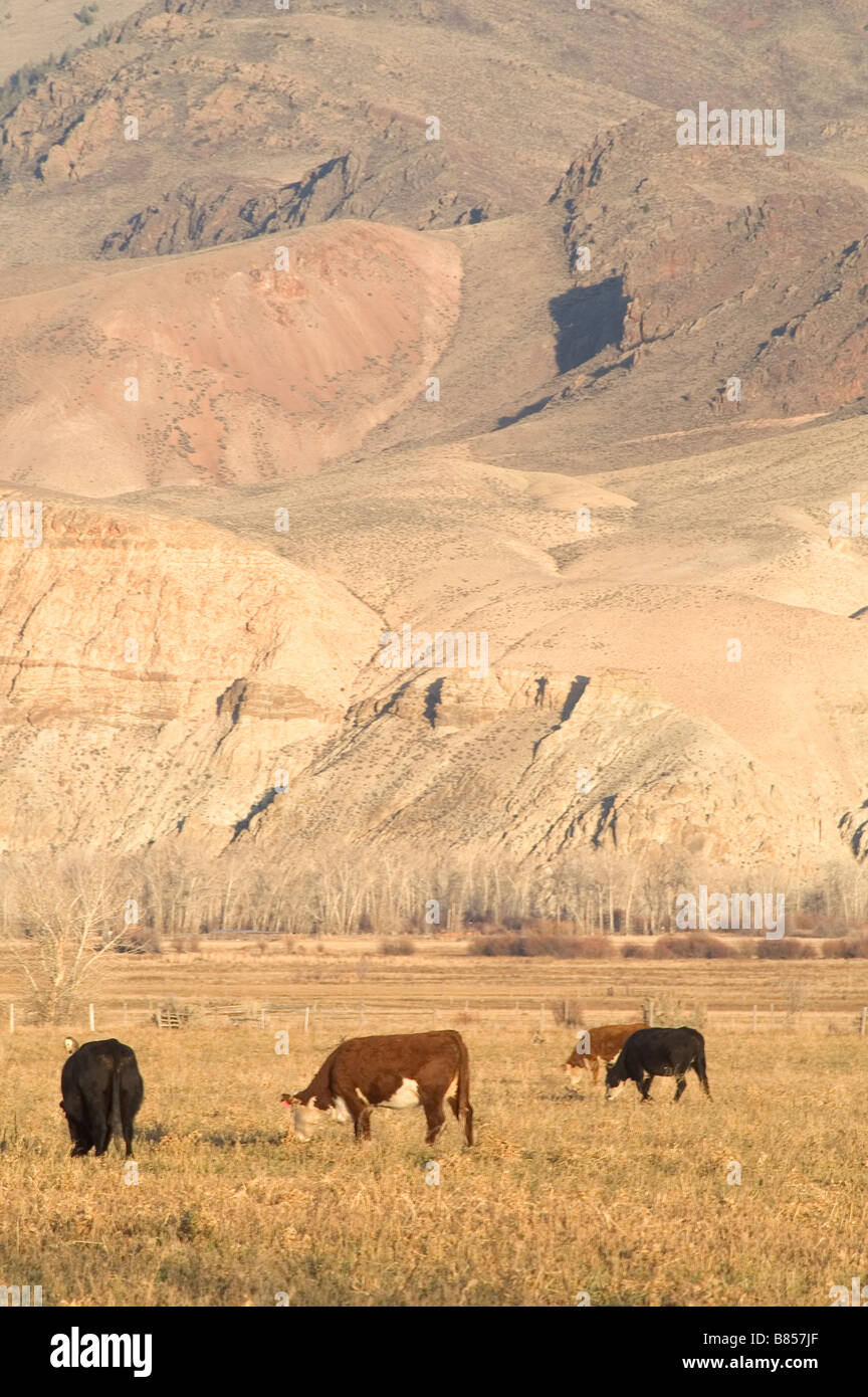 Sandstone Hills and Cattle Range Ranch Challis Idaho United States
