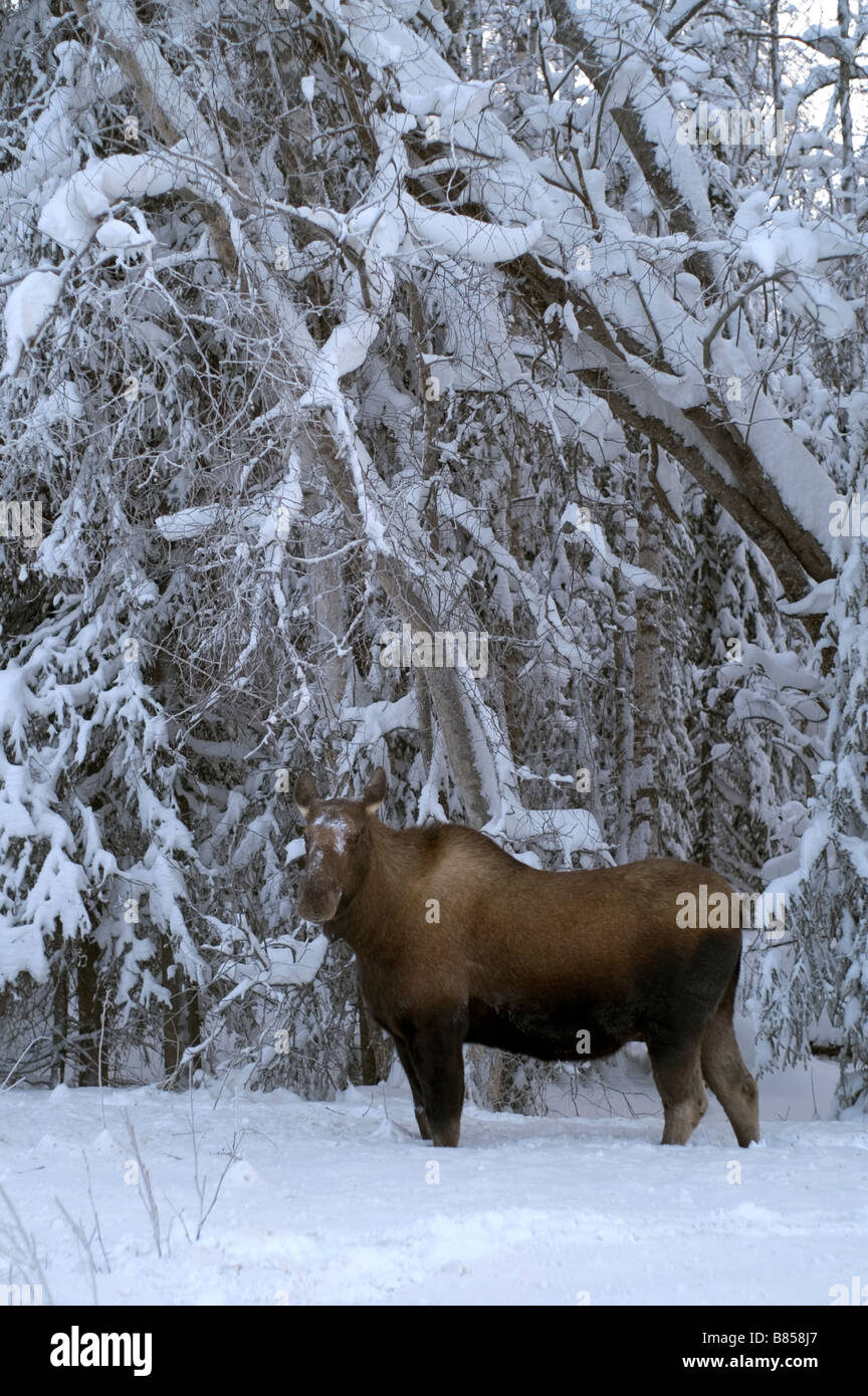 Moose Cow Feeds on branches at tree line in winter snow Stock Photo