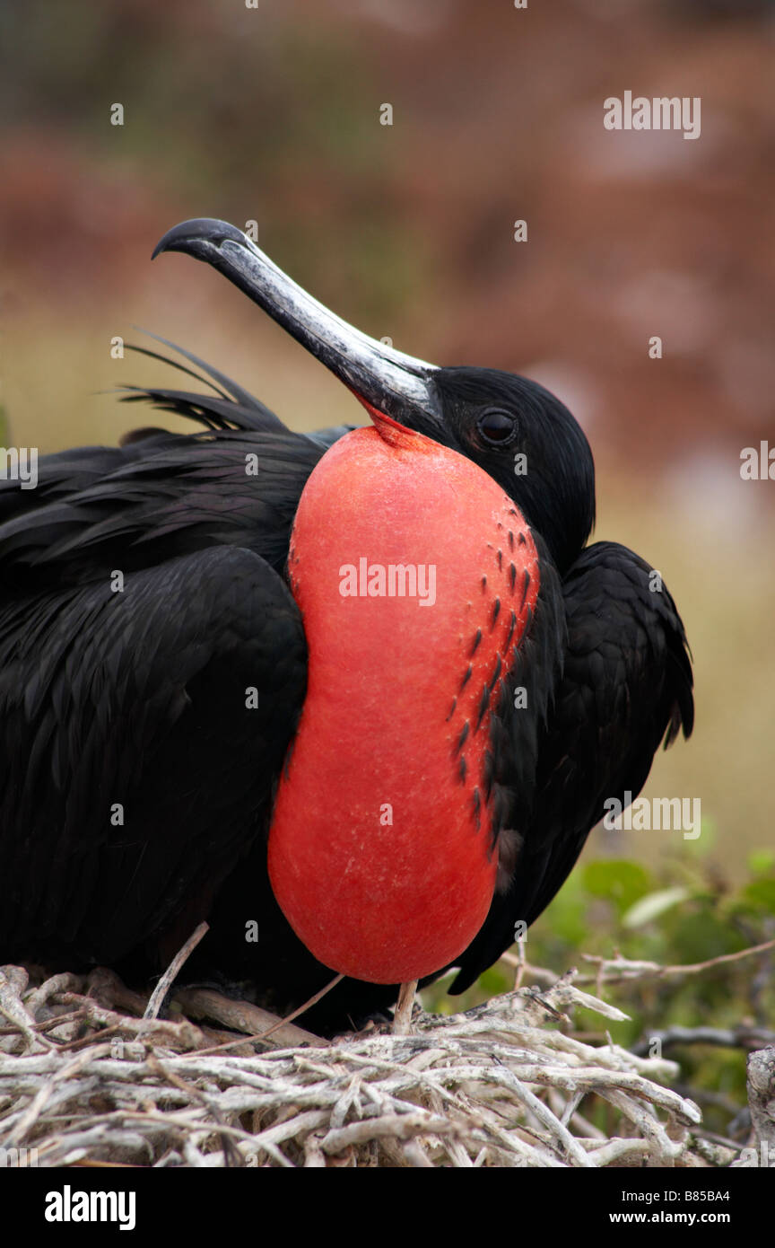 male Magnificent frigatebird, Fregata magnificens, sat on nest at North Seymour Islet, Galapagos, Ecuador in September Stock Photo