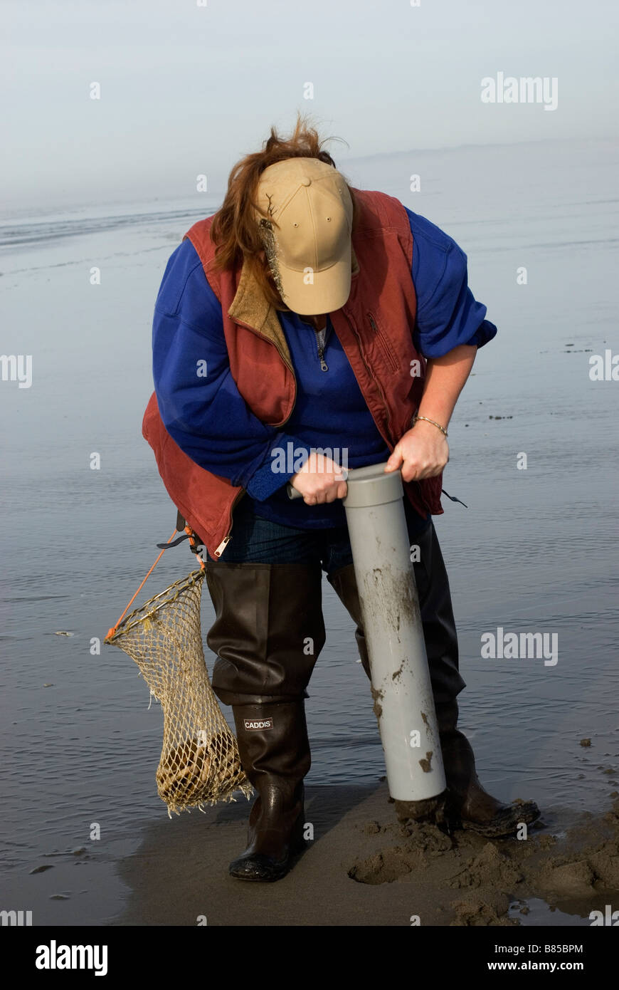 Woman digging razor clams on the Oregon Coast, USA. Siliqua patula