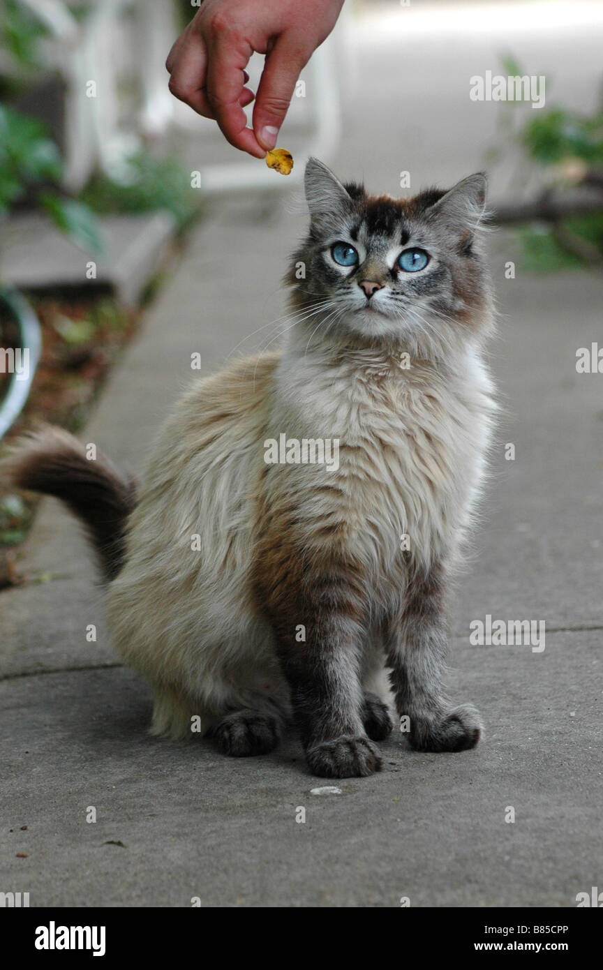 An older, quite playful, blue-eyed grey kitten Stock Photo - Alamy