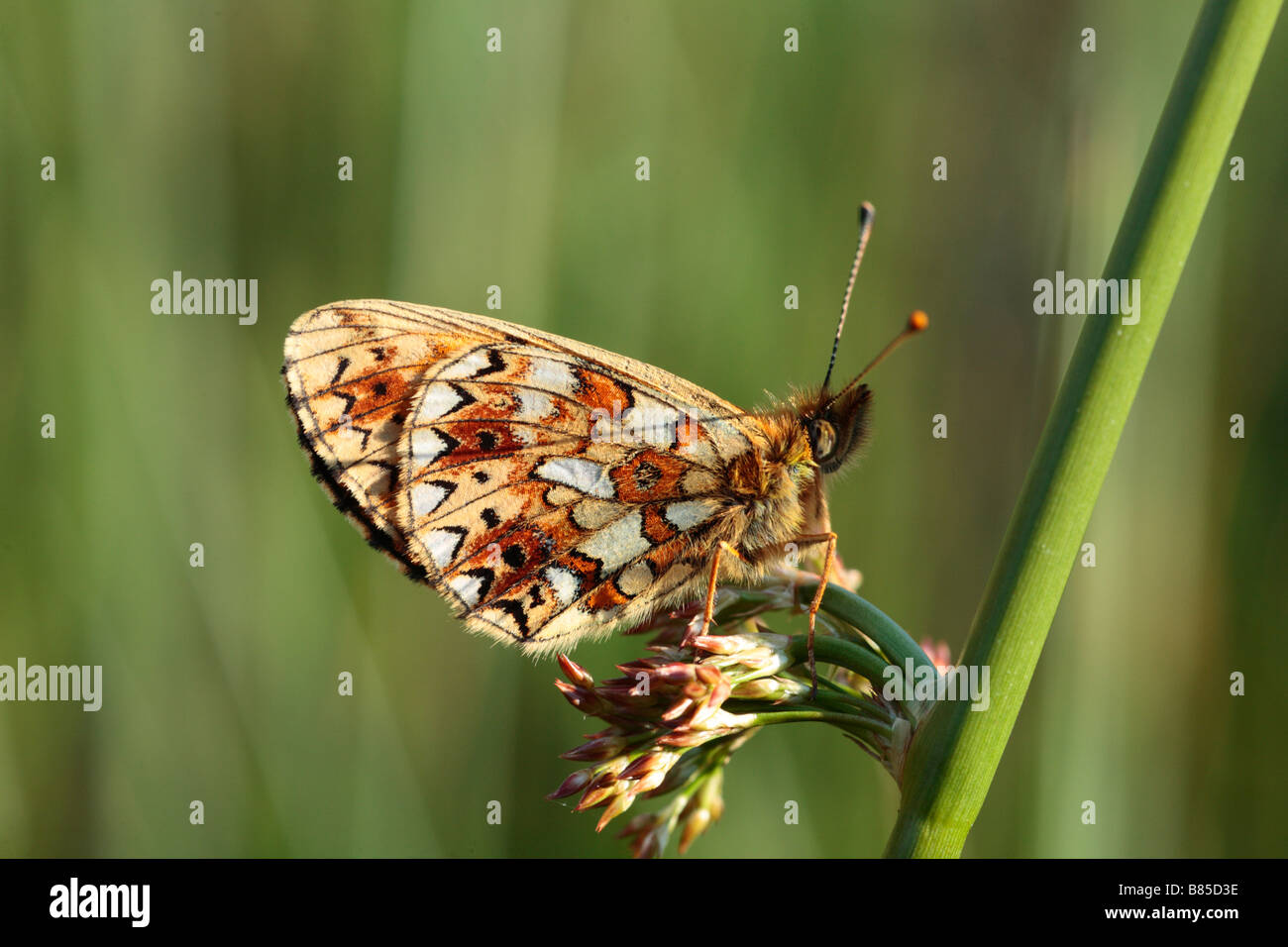 Small Pearl-bordered Fritillary Butterfly (Boloria selene). Roosting in the evening. Powys, Wales, UK. Stock Photo