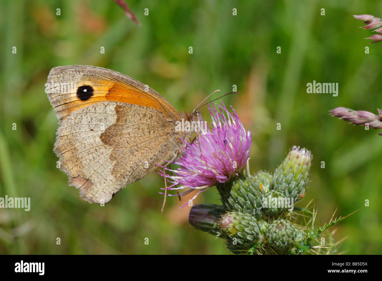Meadow Brown butterfly (Maniola jurtina) feeding on a thistle flower. Powys, Wales. Stock Photo