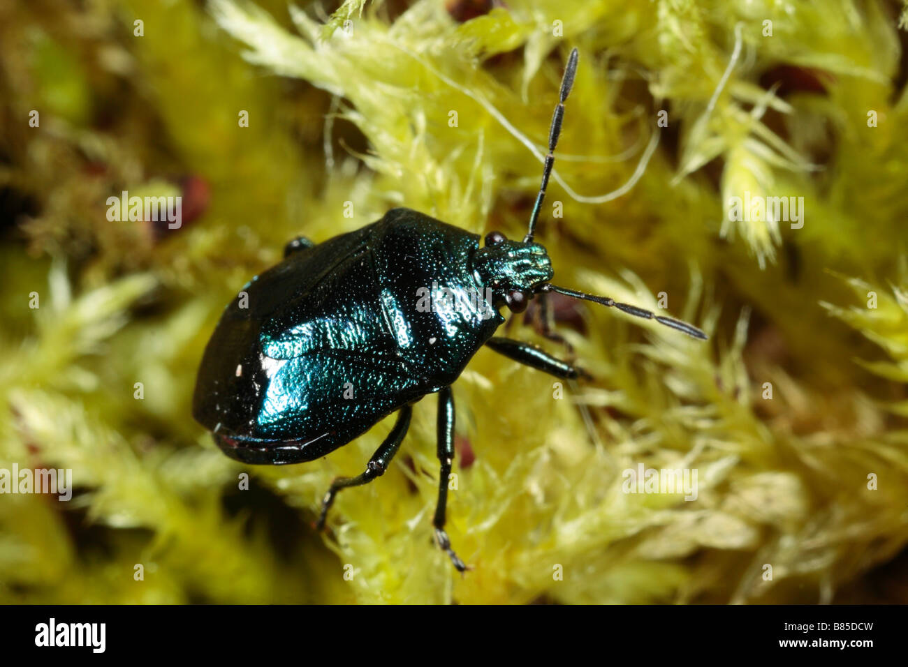 Blue Shieldbug (Zicrona caerulea0. A predatory bug Powys, Wales, UK. Stock Photo