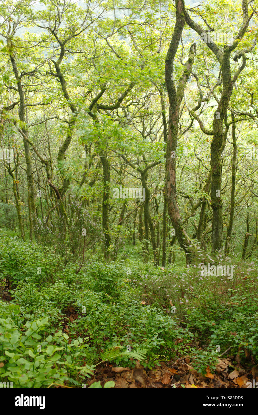 Oak woodland with heather and bilberry. Gwernafon Wood, Powys, Wales, UK. A Woodlands Trust property. Stock Photo