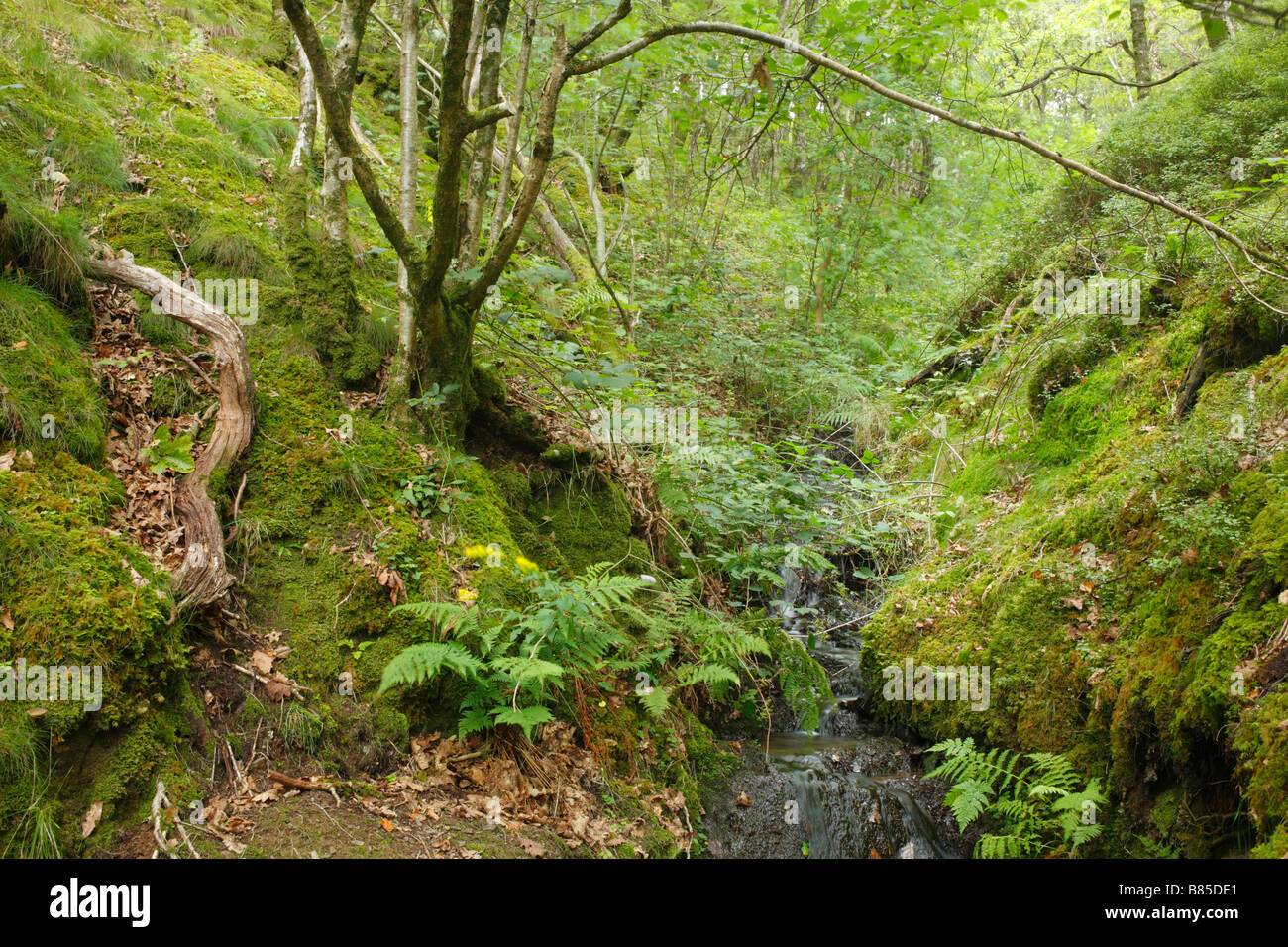 Woodland trust wales hires stock photography and images Alamy