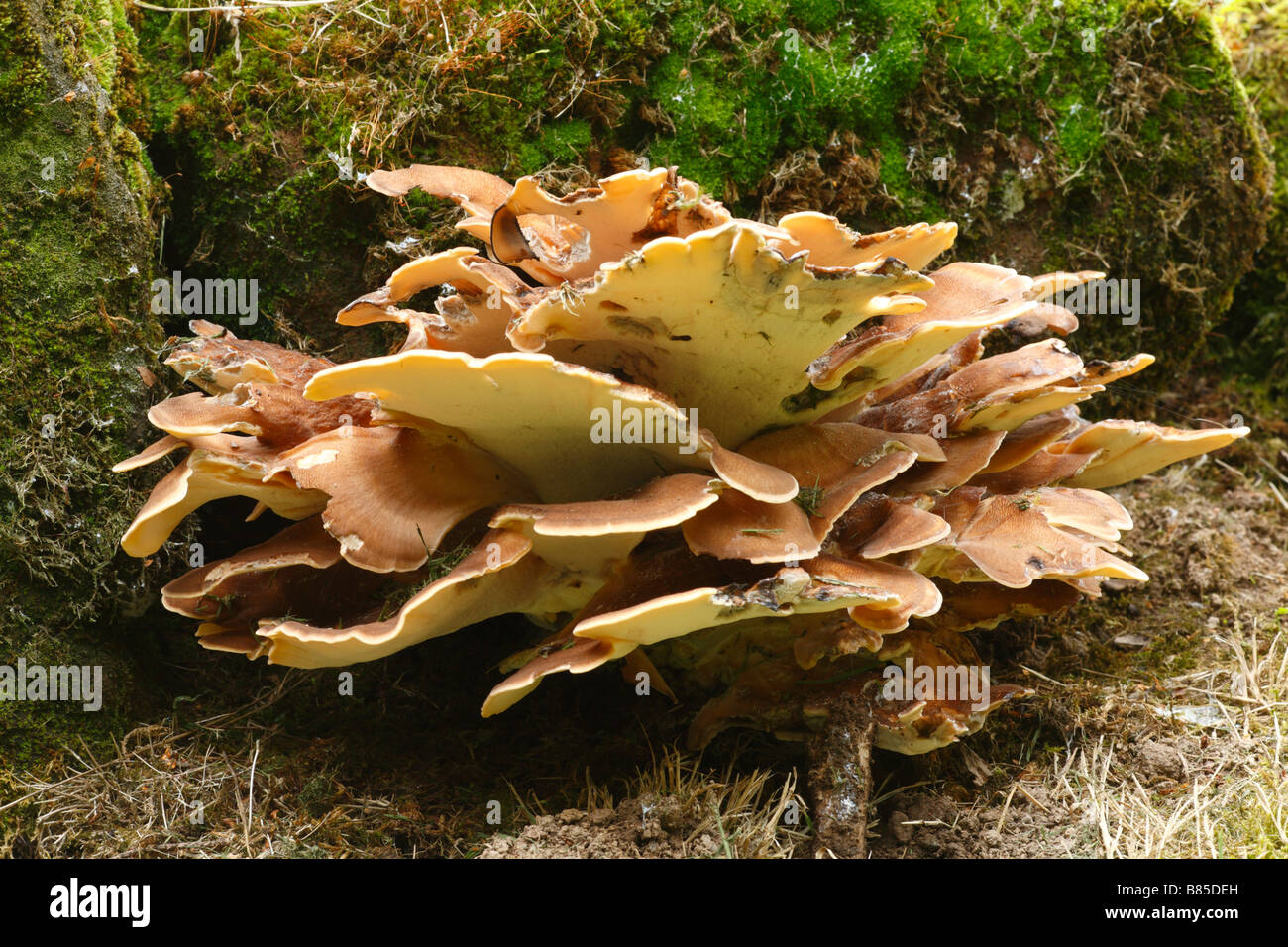 Bracket fungus Polyporus badius growing at the base of a Sweet Chestnut tree. Powys, Wales. Stock Photo