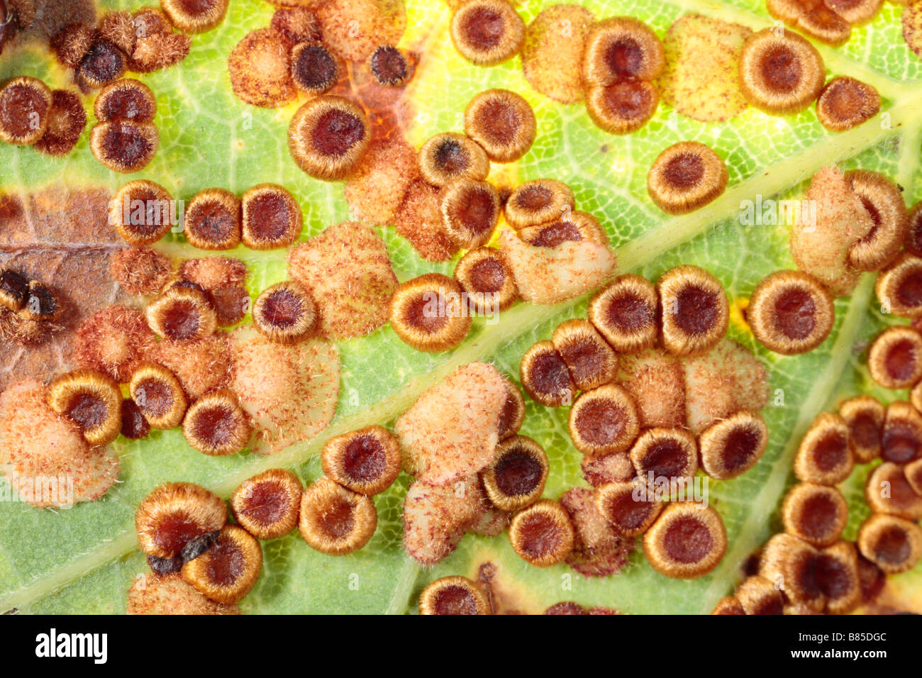Mixed Spangle (Neuroterus quercusbaccarum) and Silk button Galls (N. numismalis) on an Oak leaf. Powys, Wales, UK. Stock Photo