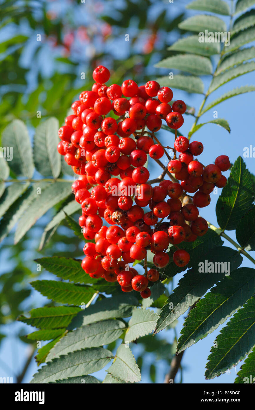 Berries of Rowan or Mountain Ash (Sorbus aucuparia). Powys, Wales. Stock Photo