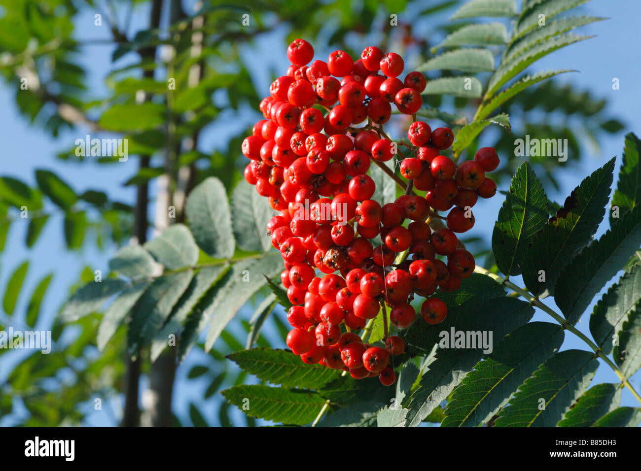 Berries of Rowan or Mountain Ash (Sorbus aucuparia). Powys, Wales. Stock Photo