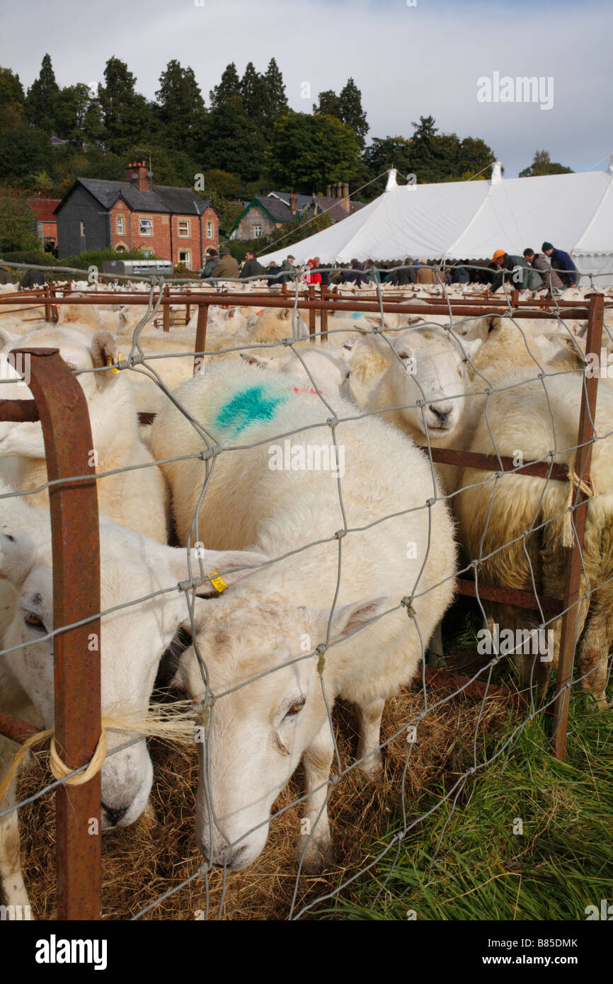 Welsh Mountain ewes at a breeding sheep fair. Llanidloes, Powys, Wales. October 2008. Stock Photo