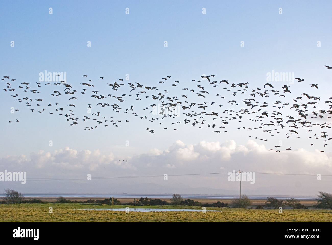 A flock of Barnacle geese, Branta leucopsis. Stock Photo