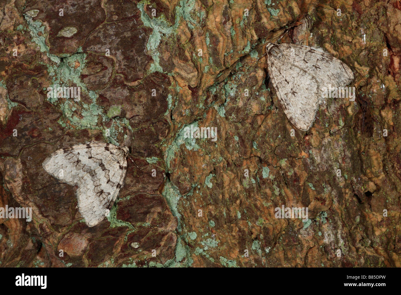 November moths (Epirrita sp.) resting on tree bark. Powys, Wales. Stock Photo