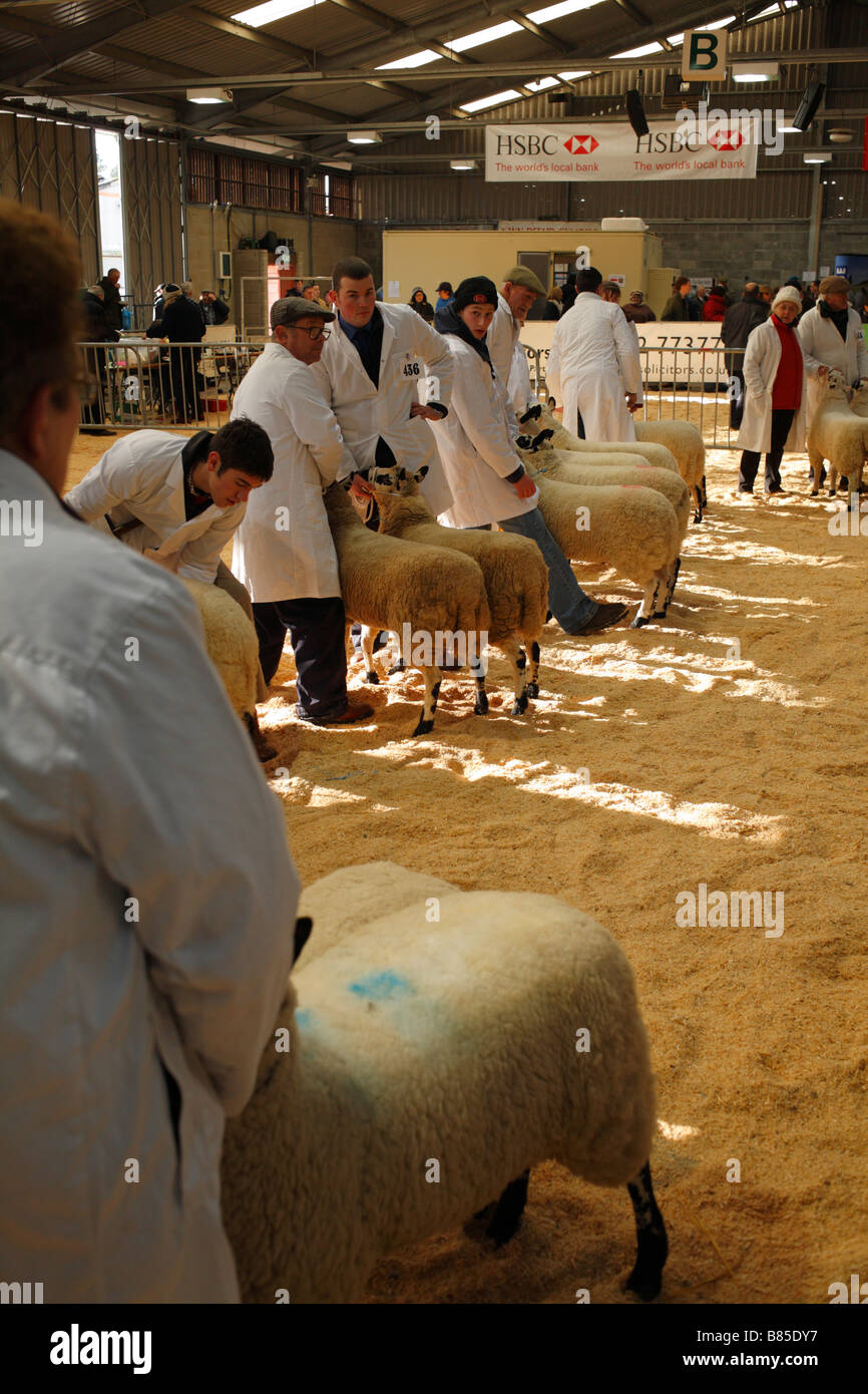 Competitors lining up fat lambs for judging at the Welsh Winter Agricultural Fair. Builth Wells, Powys, December 2008. Stock Photo