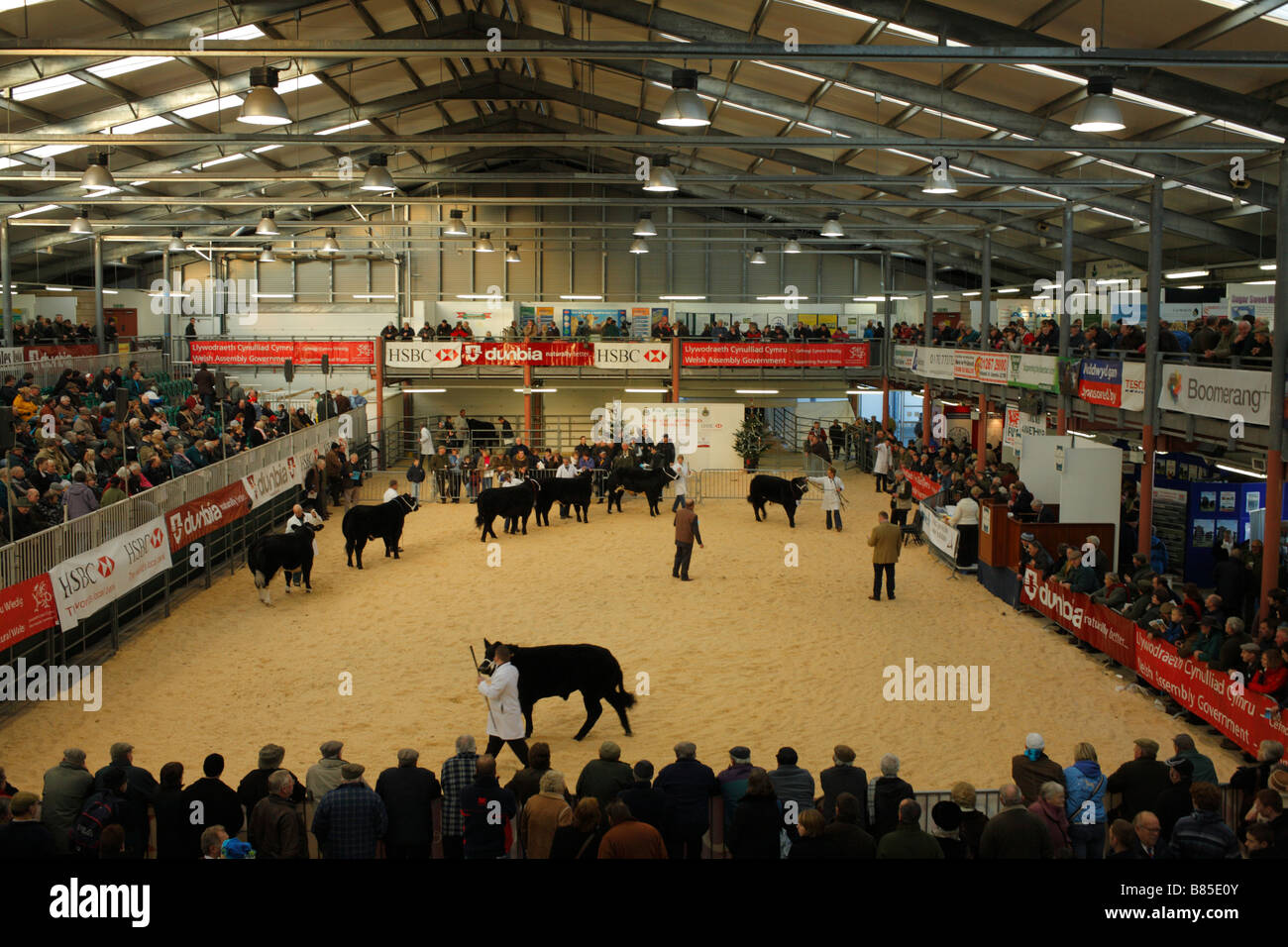 Judging in progress with one of the fat cattle classes at the Welsh Winter Agricultural Fair. Stock Photo