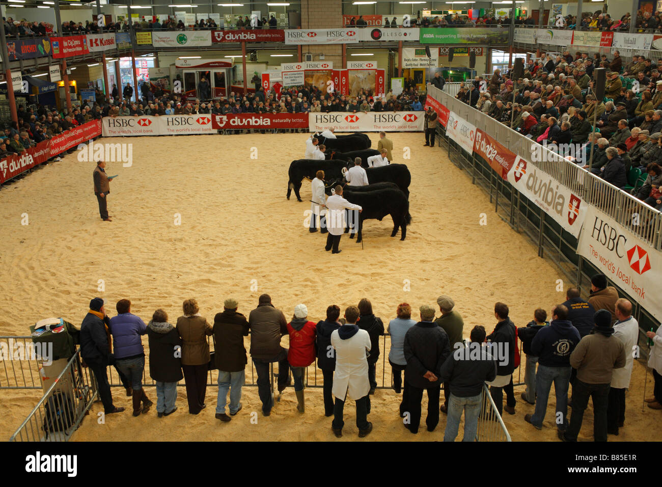 Judging in progress with one of the fat cattle classes at the Welsh Winter Agricultural Fair. Stock Photo