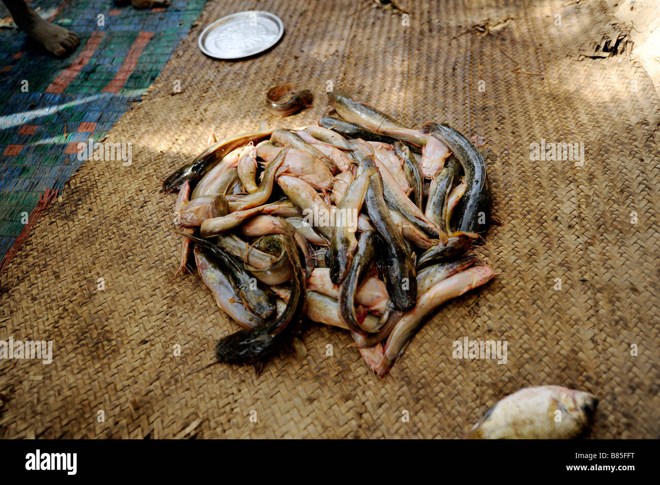 Catfish laid out on a straw matt in a Bozo village on the banks of the river Bani in Mali, West Africa Stock Photo