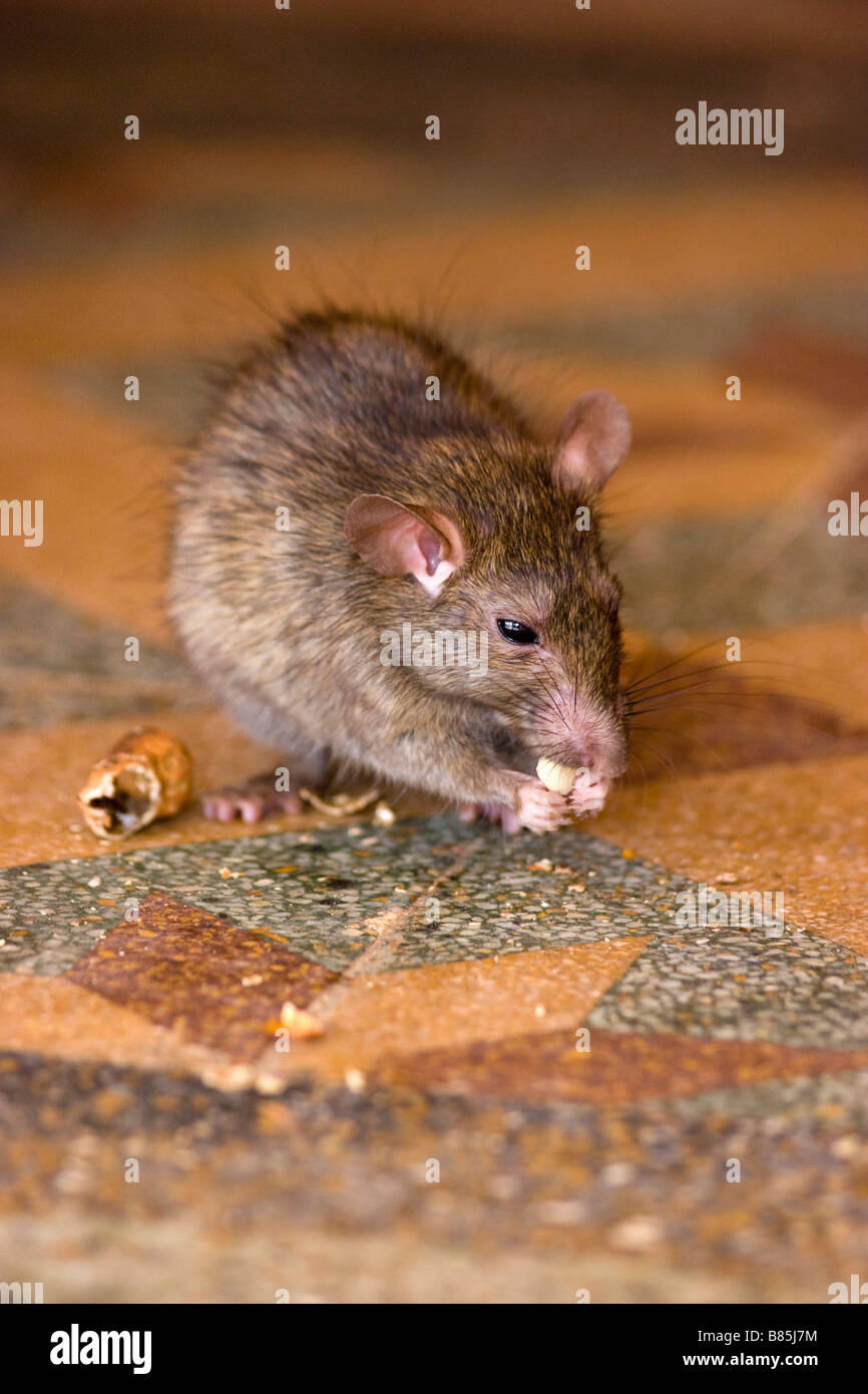 Rats eats nut Karni Mata Temple Deshnok Rajasthan India Stock Photo