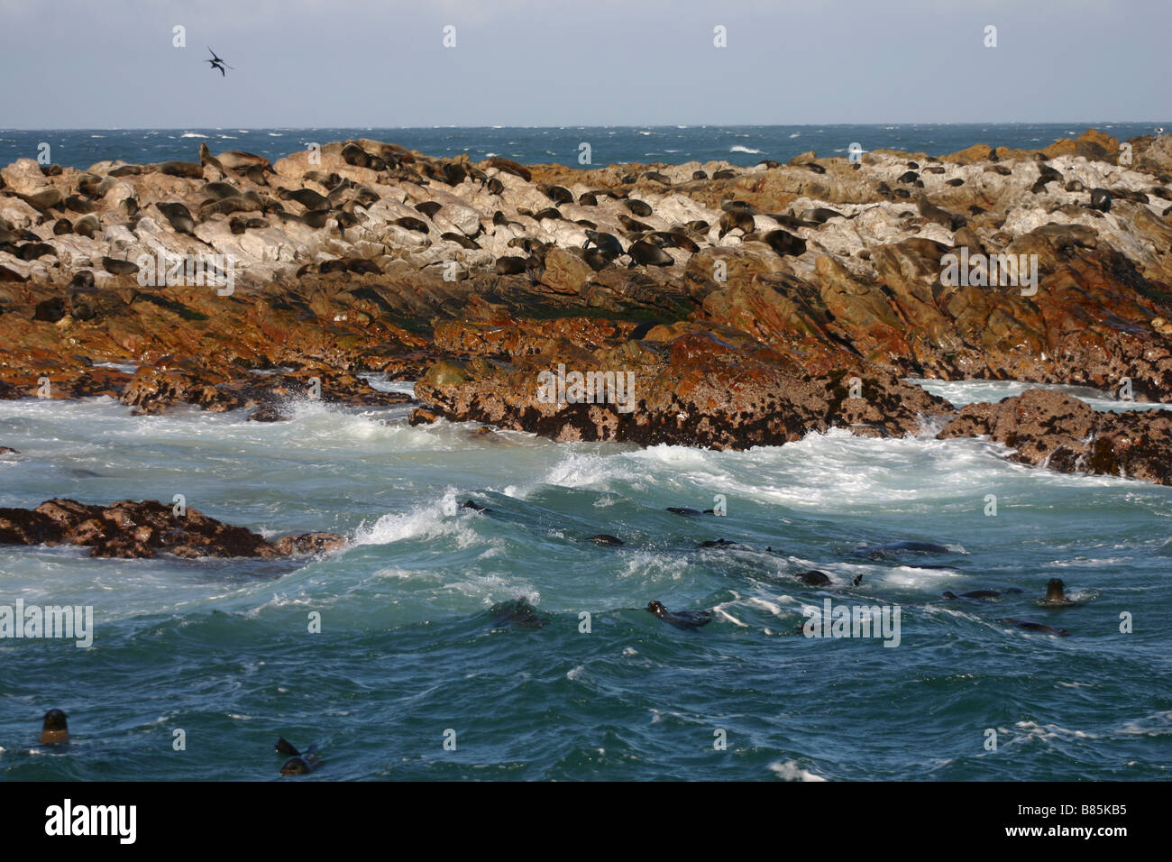 Seals in the Ocean off Hermanus in South Africa's Cape Town Region Shot on Tourist Whalewatching Tour Stock Photo