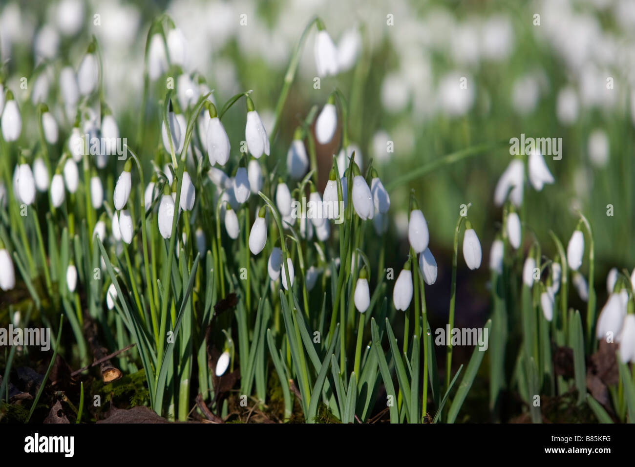 Early showing of beautiful snowdrops capturing the essence of spring after a long harsh winter on the west coast of Scotland Stock Photo