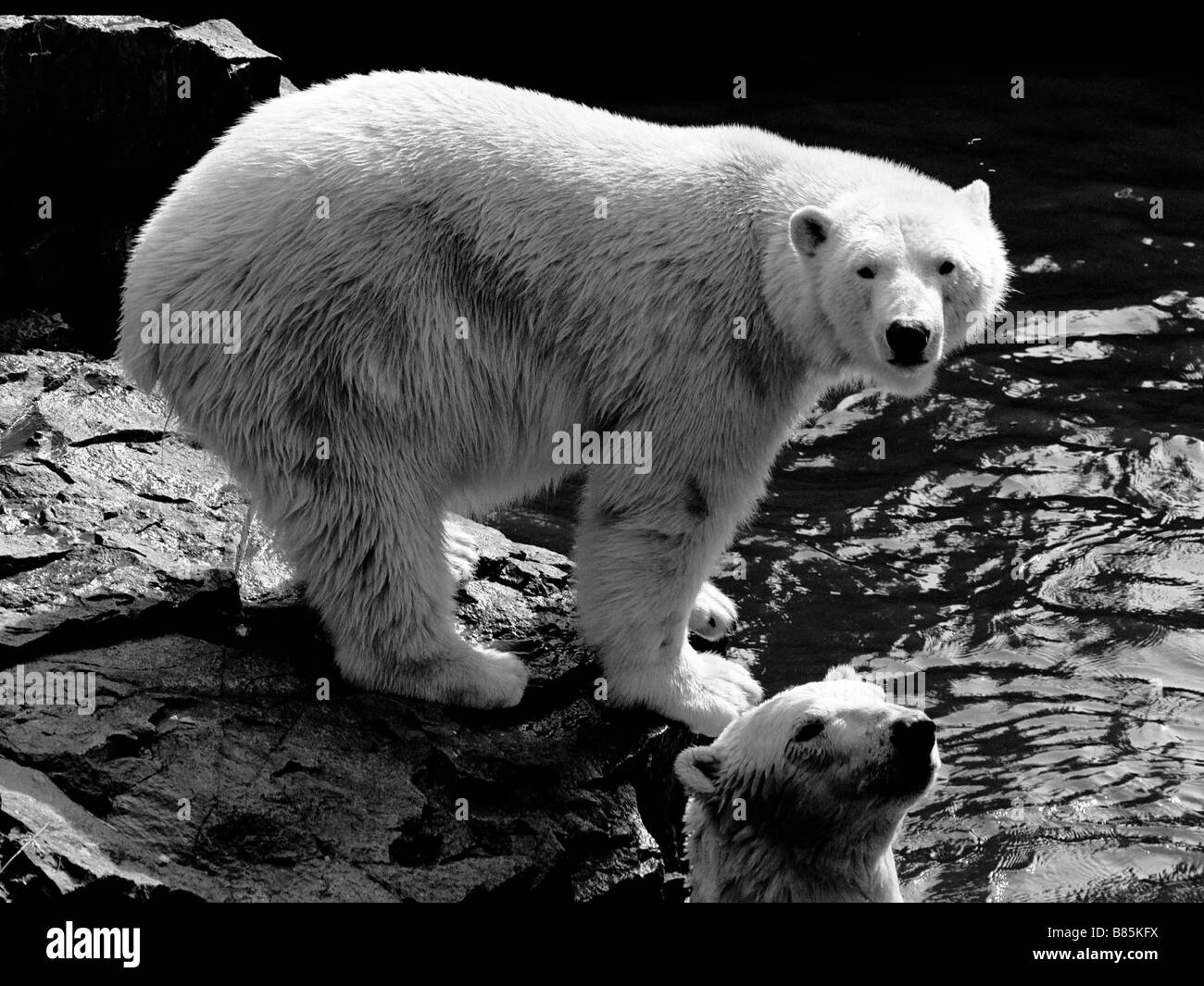 Pair of polar bears at Edinburgh Zoo Stock Photo