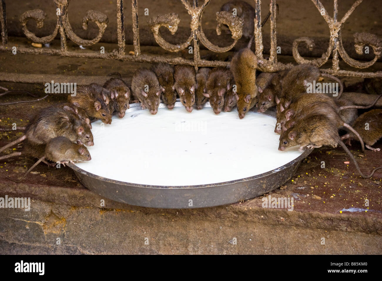 Rats drink milk Karni Mata Temple Deshnok Rajasthan India Stock Photo