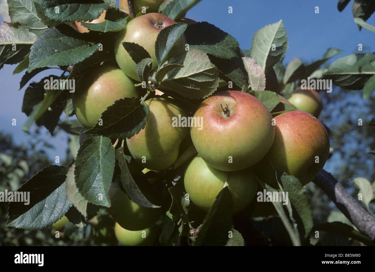 Ripe mature coxs apples on the tree against a blue summer sky Hampshire Stock Photo