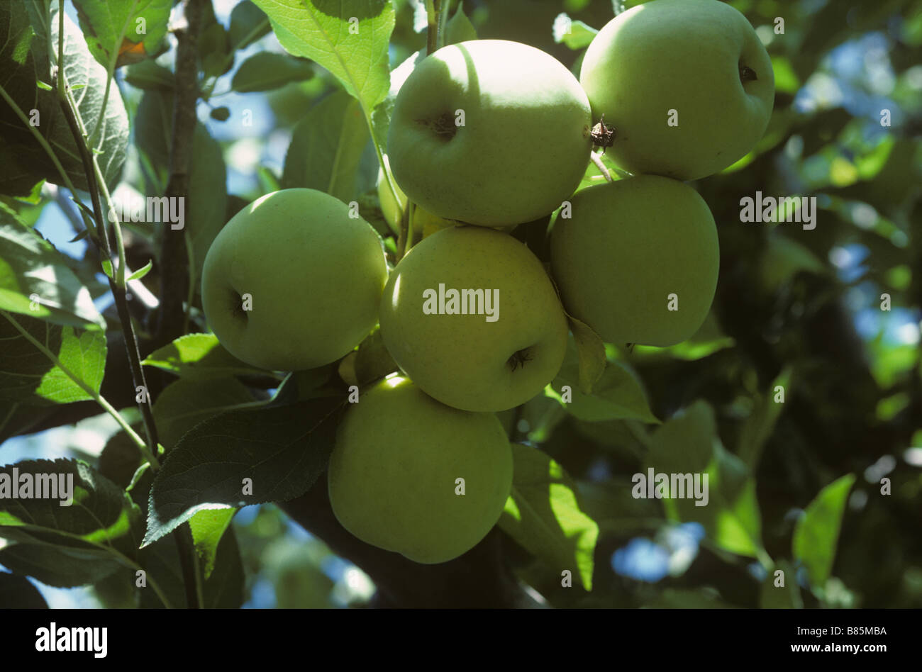 Golden delicious apple fruit on the tree near Cape Town South Africa Stock Photo