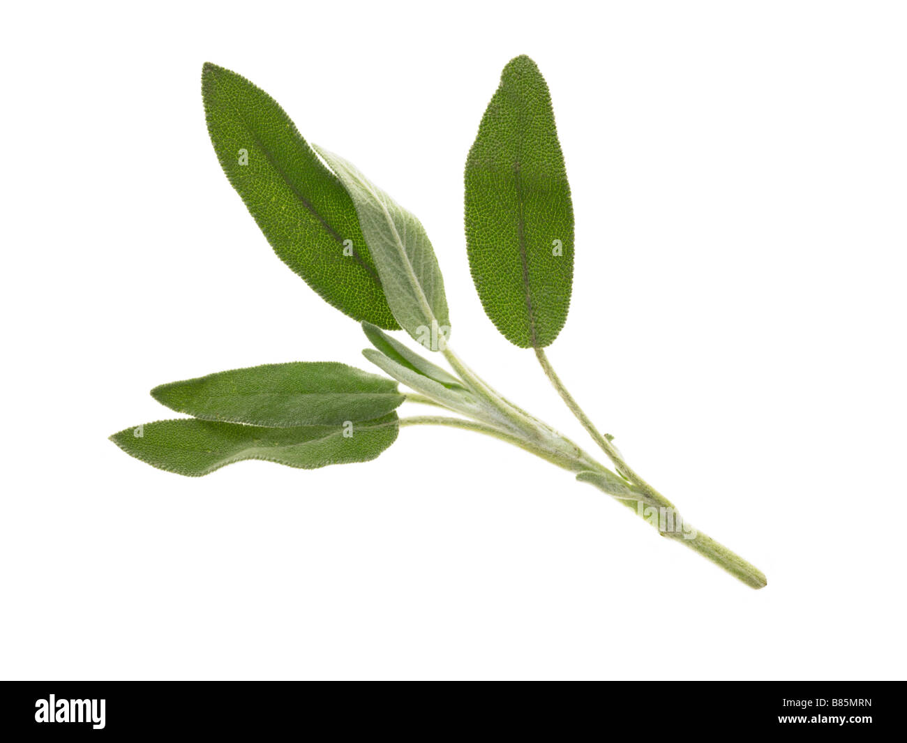 Sage green and white kitchen hires stock photography and images Alamy