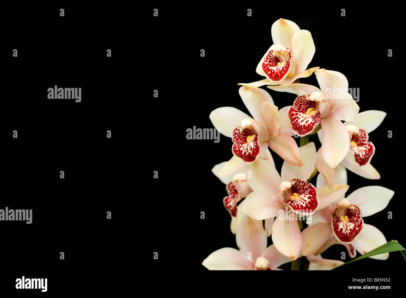 Orchid cymbidium Stock Photo