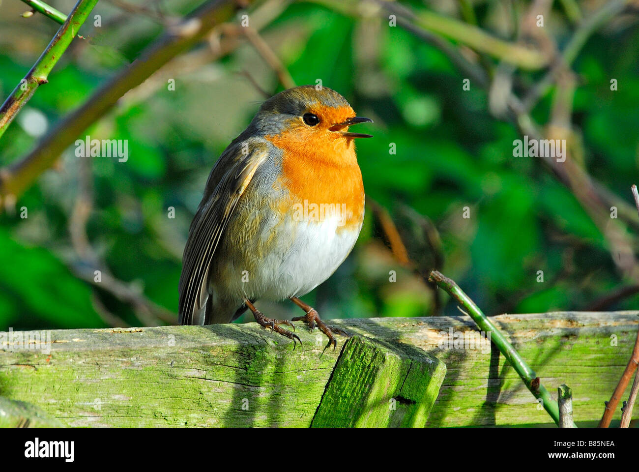 Red breasted robin singing Stock Photo Alamy