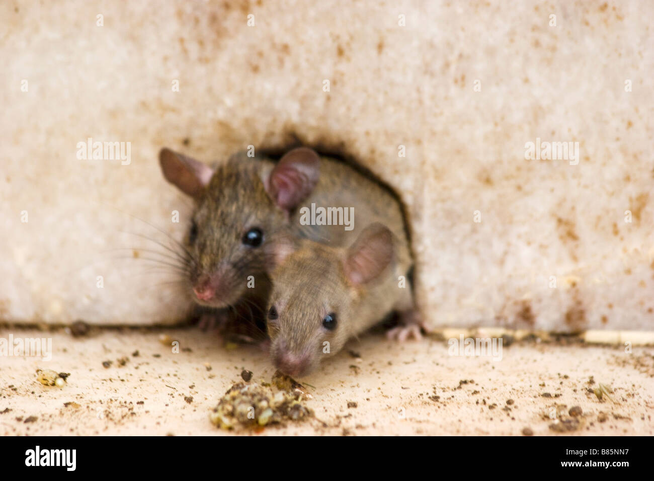 Rats climb out hole in wall Karni Mata Temple Deshnok Rajasthan India