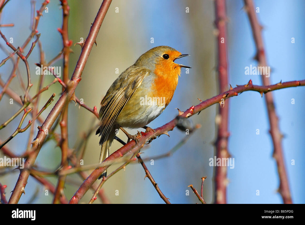 Red breasted robin singing Stock Photo