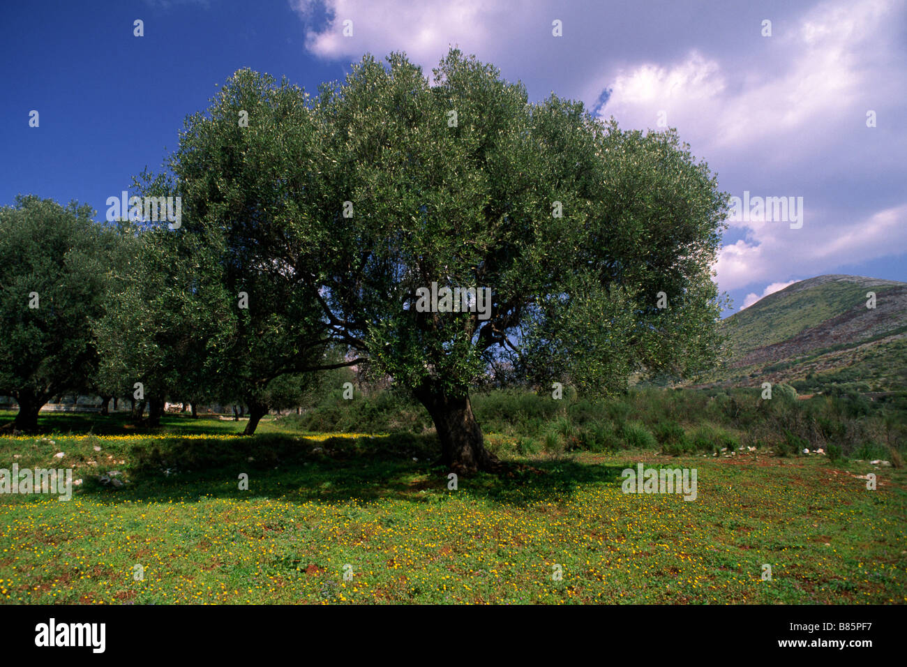 Italy, Campania, Cilento, olive tree Stock Photo