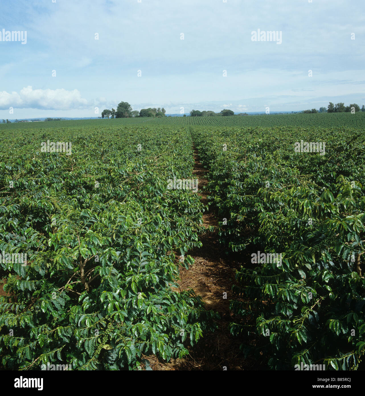 Arabica coffee bushes in a large commercial plantation near to Nairobi Kenya Stock Photo