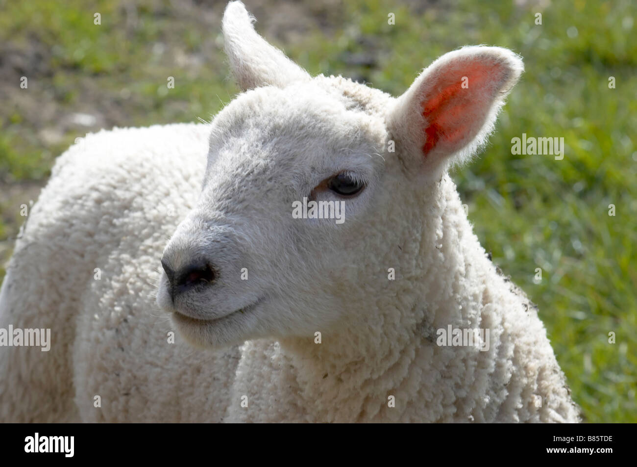 A young lamb in a field in spring Stock Photo - Alamy