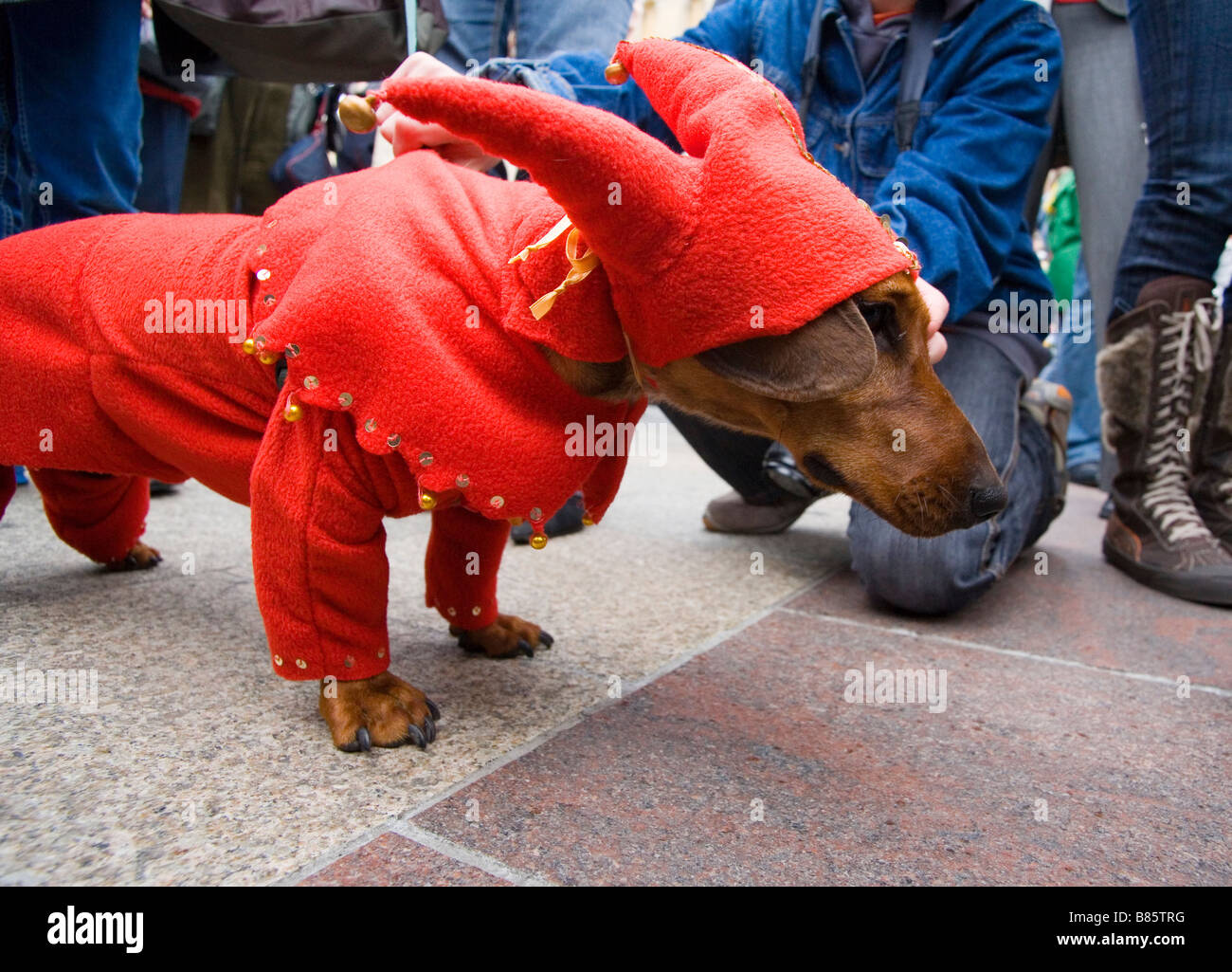 Krakow Poland Dachshunds Parade Stock Photo Alamy