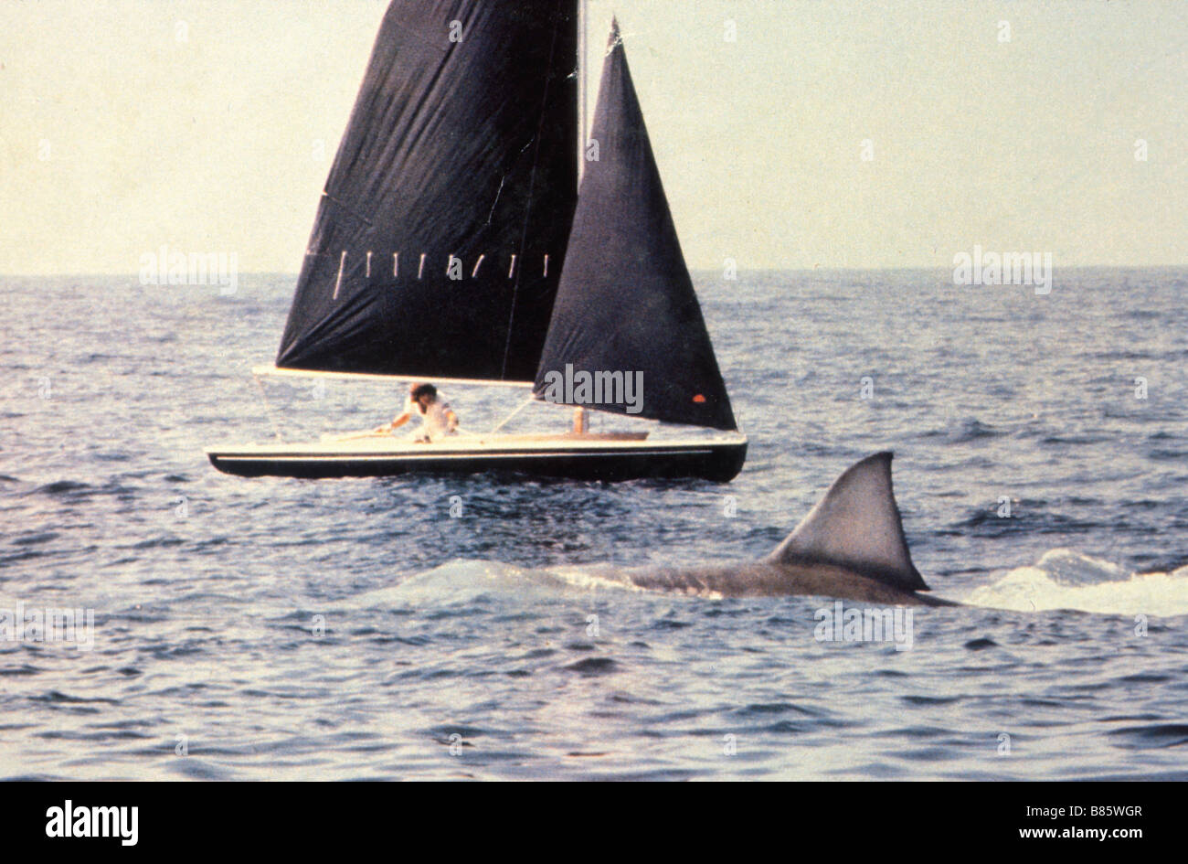 Jaws 2  Year : 1978 USA Director: Jeannot Szwarc Stock Photo
