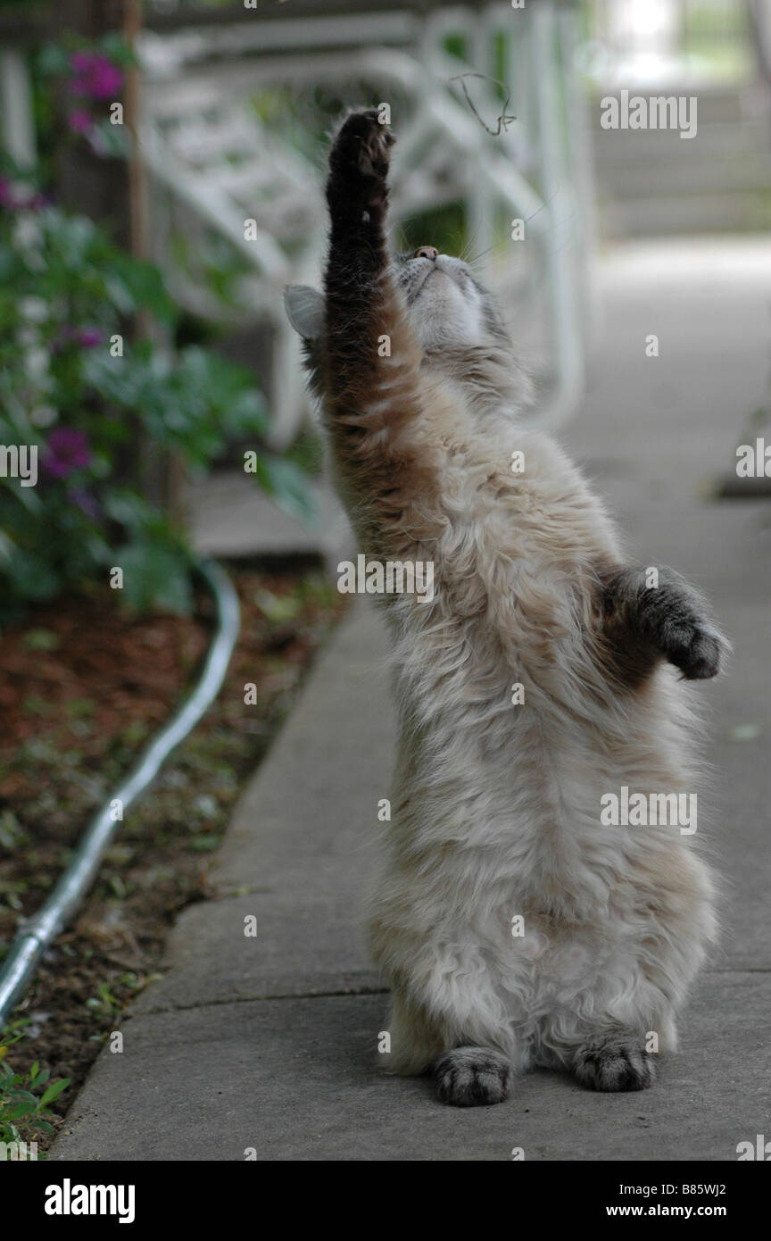 An older, quite playful, blue-eyed grey kitten Stock Photo - Alamy