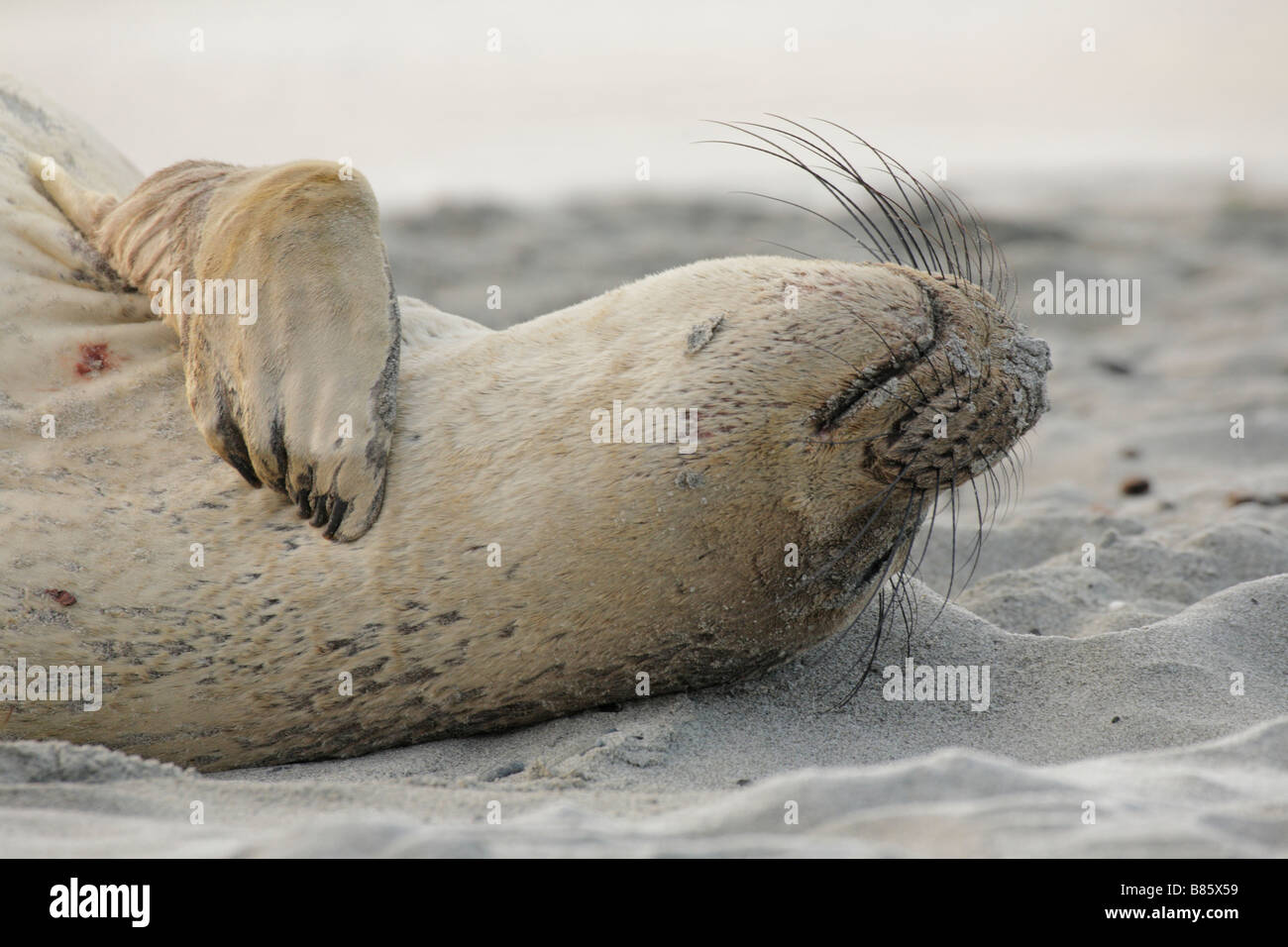Northern elephant seal weaner moulting on beach Victoria British Columbia Canada Stock Photo