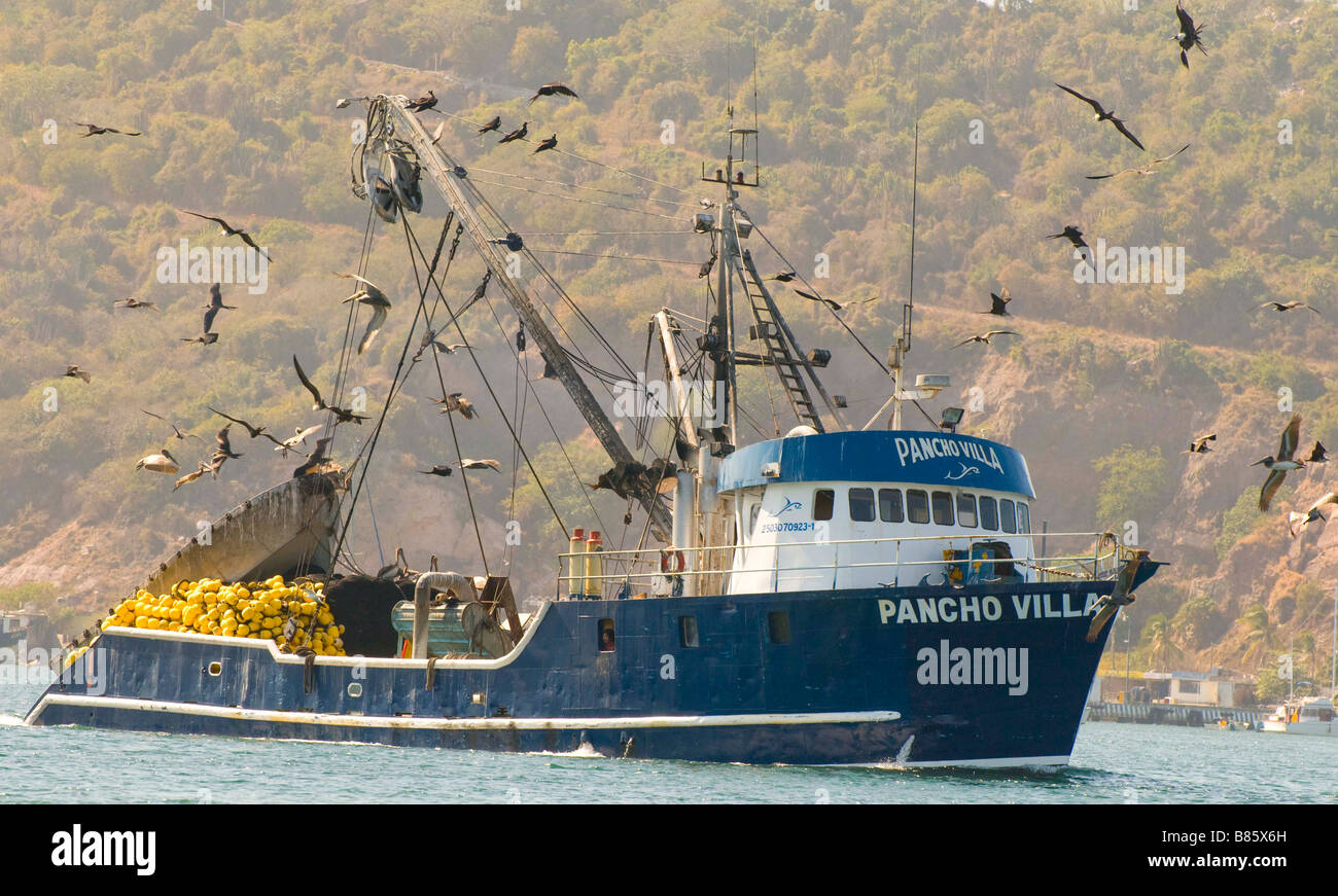 MEXICO SINOLA STATE MAZATLAN Commercial fishing boat surrounded by Pelicans and Frigates heading into the Port of Mazatlan Stock Photo