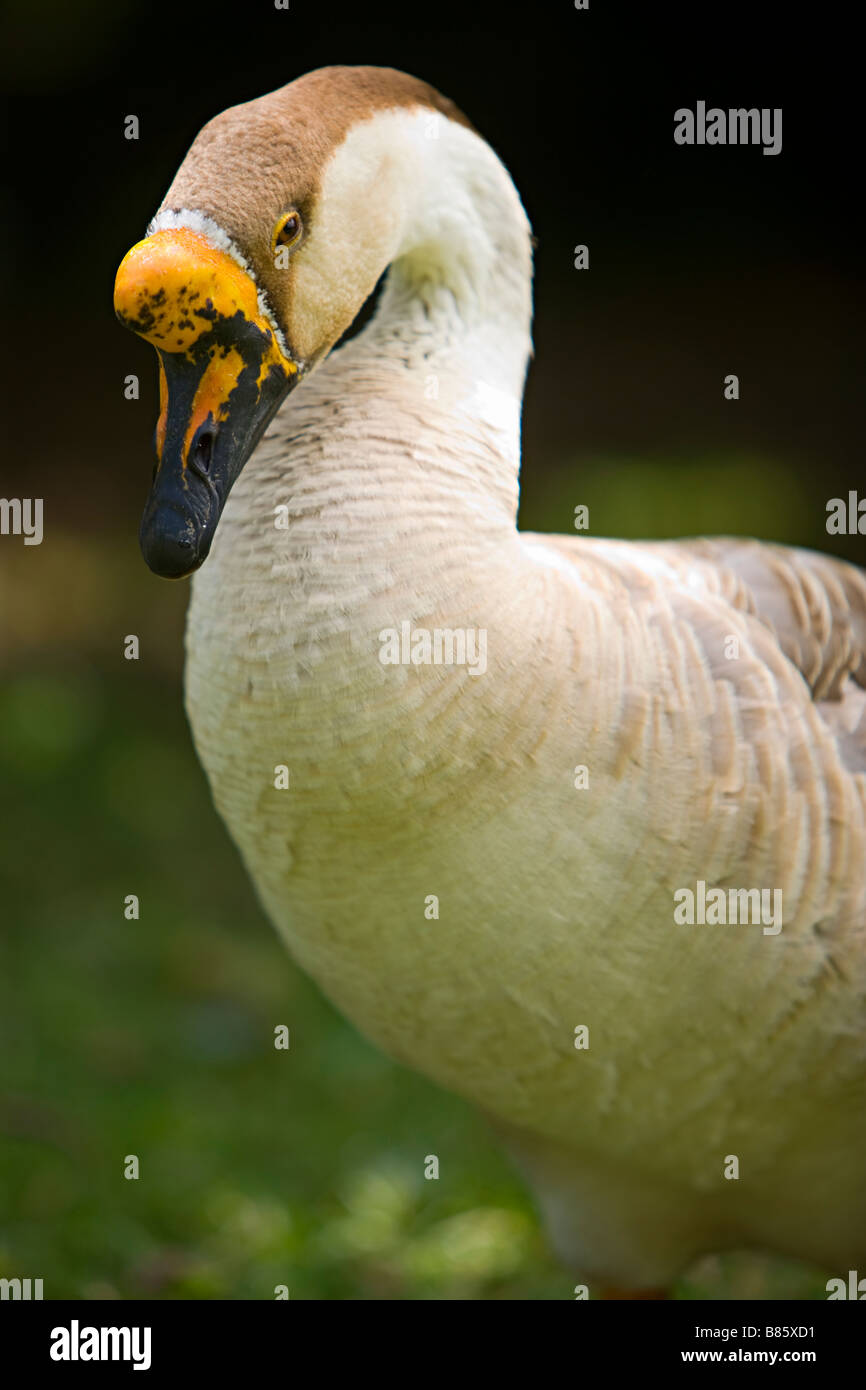 African goose Stock Photo