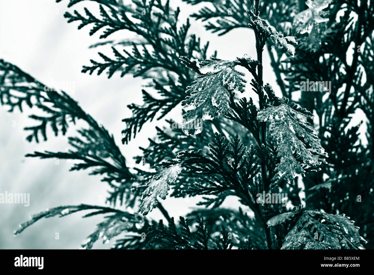 Branches frozen icy conifer hi-res stock photography and images - Alamy