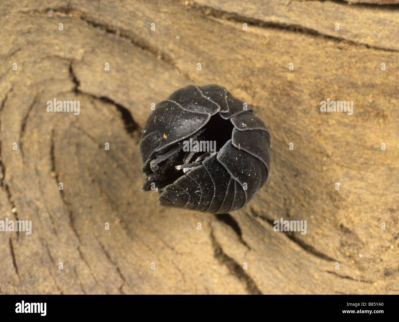 Pill woodlouse Armadillium vulgare in defensive rolled up pill position Stock Photo