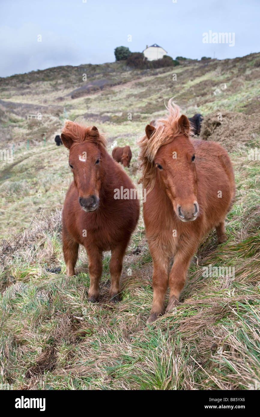 shetland ponies grazing caerthillian natural england cornwall Stock Photo