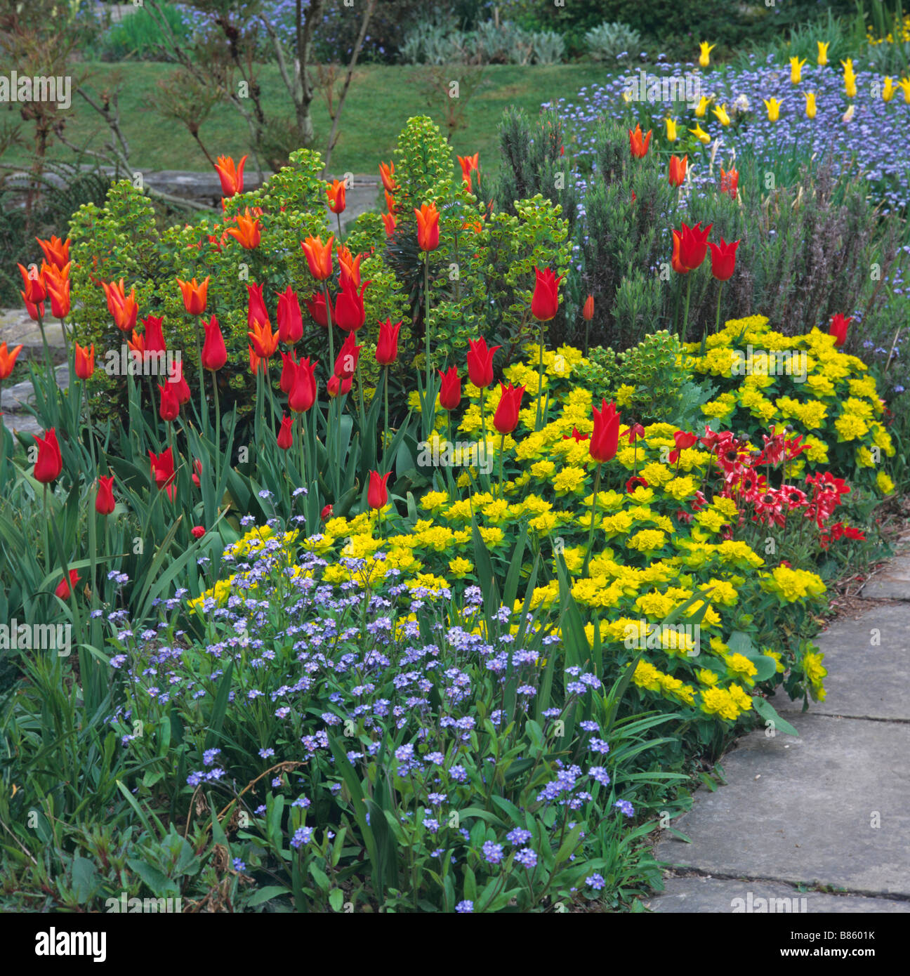Colourful border of Tulips and Euphorbia polychroma at Great Dixter Stock Photo