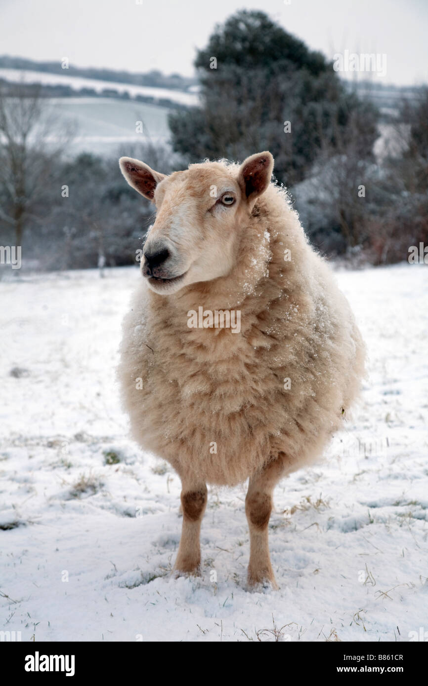sheep in snow cornwall winter Stock Photo