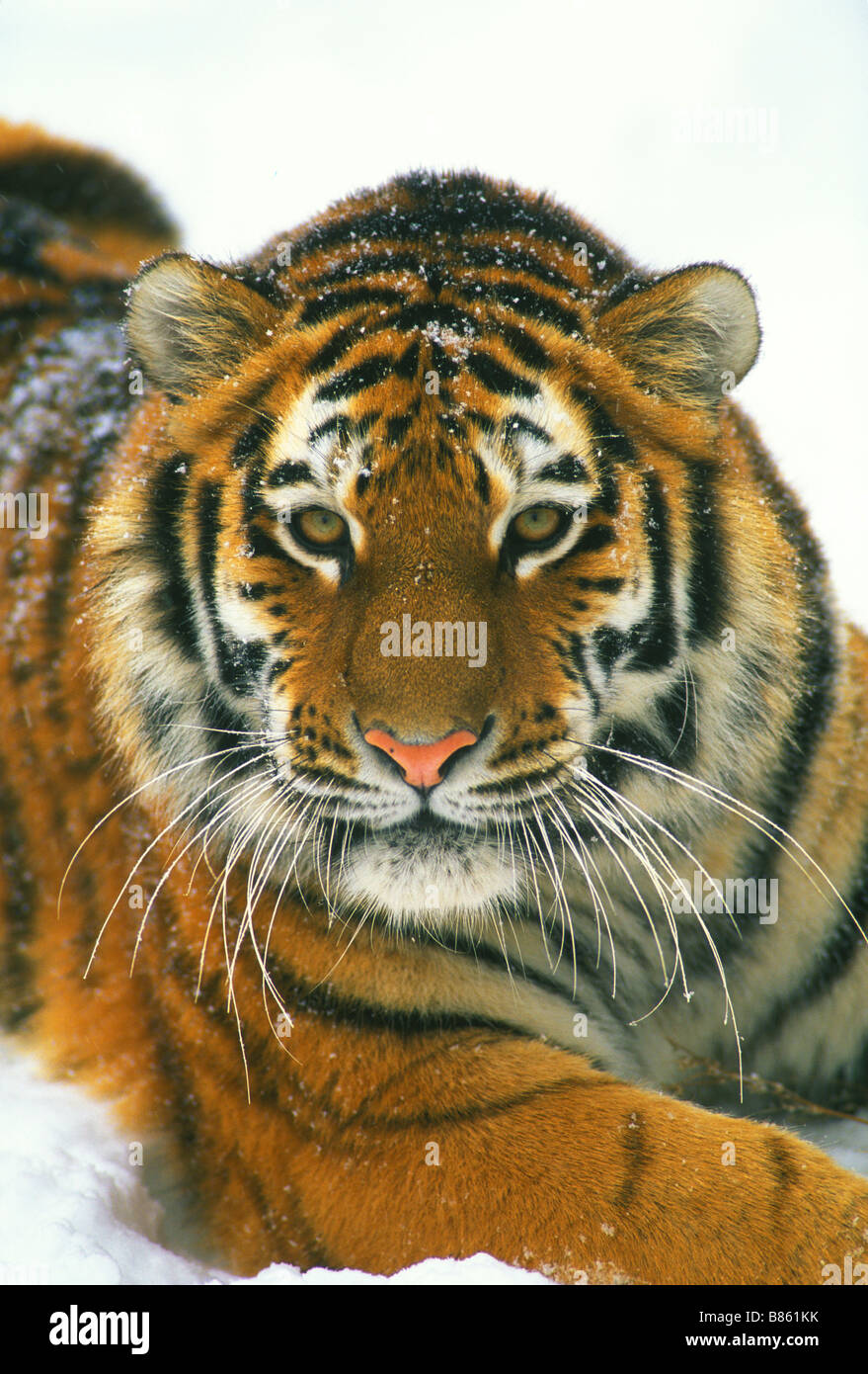 Siberian Tiger (Panthera tigris altaica), by Dominique Braud/Dembinsky Photo Assoc Stock Photo