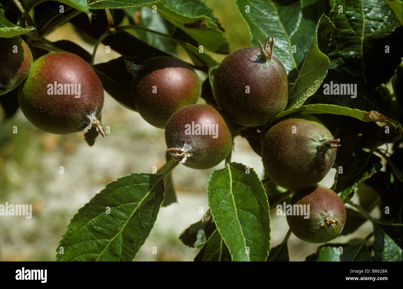 Enlarging Coxs apple fruit on the tree Stock Photo